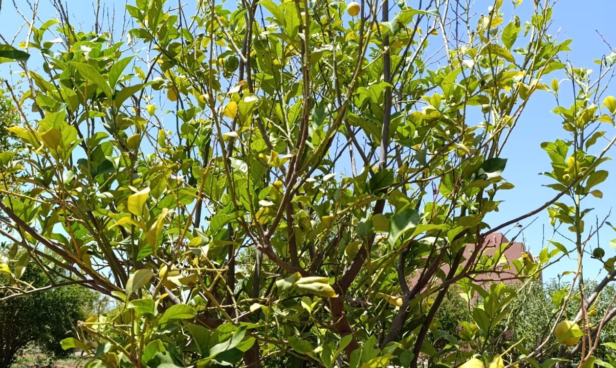IMG-20250427-WA0030