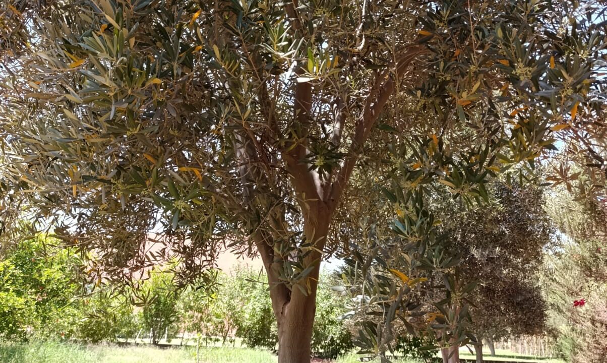 IMG-20250427-WA0034